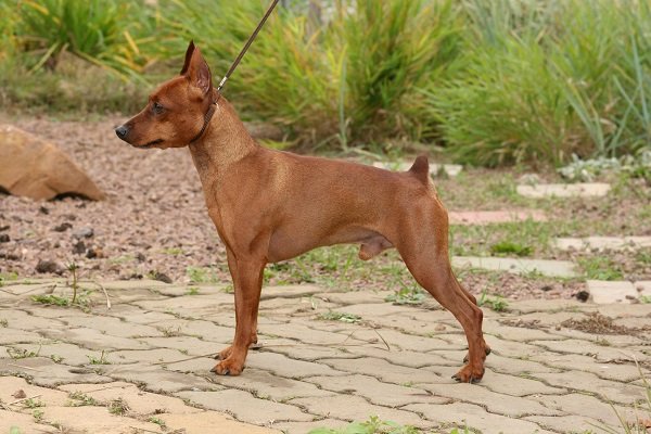 L'alimentazione adeguata per il pinscher nano