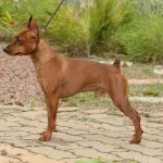 L'alimentazione adeguata per il pinscher nano