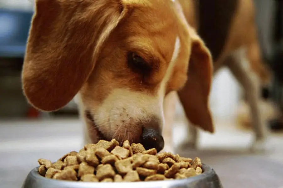 L'alimentazione per il cane: l'importanza di scegliere il mangime giusto