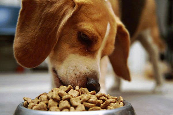 L'alimentazione per il cane: l'importanza di scegliere il mangime giusto