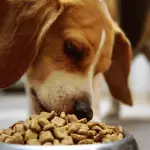L'alimentazione per il cane: l'importanza di scegliere il mangime giusto