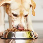 Alimentazione animali: come scegliere tra cibo casalingo e cibo industriale?