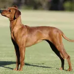 Quali vaccinazioni deve fare il Pinscher Nano?