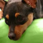 Scegliere il nome per un Pinscher Nano