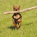 Come ritrovare un cane?