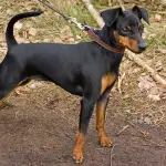 La storia del Pinscher Nano