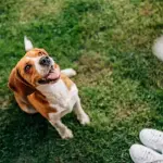 Come iniziare ad addestrare un cane