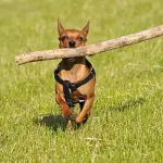 Temperamento del Pinscher nano