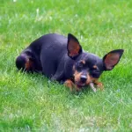 Le origini del Pinscher nano
