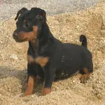 Differenze tra pinscher, pinscher nano e pinscher toy