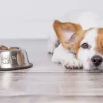 Consigli per l'alimentazione del tuo cane