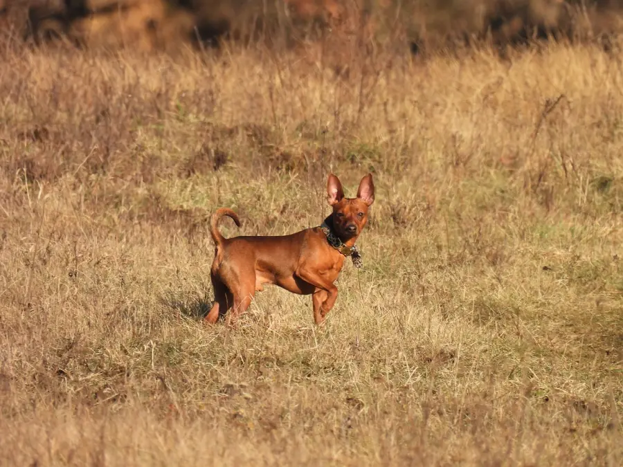 Cinque consigli per la cura di un pinscher nano