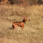Cinque consigli per la cura di un pinscher nano