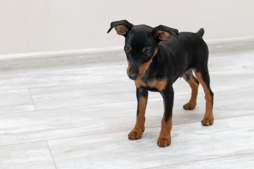 Pinscher nano: gli errori da evitare nella dieta