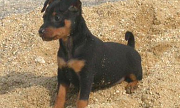 I cuccioli di Pinscher Nano