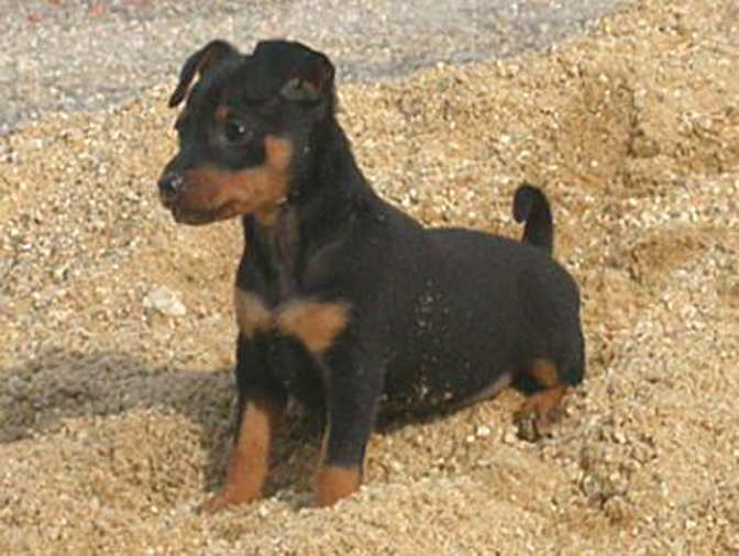 I cuccioli di Pinscher Nano