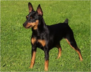 il pinscher nano, foto di profilo