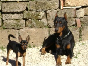pinscher & dobermann