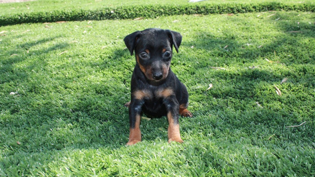 Pinscher Nano Cucciolo