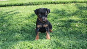 Cucciolo di Pinscher Nano