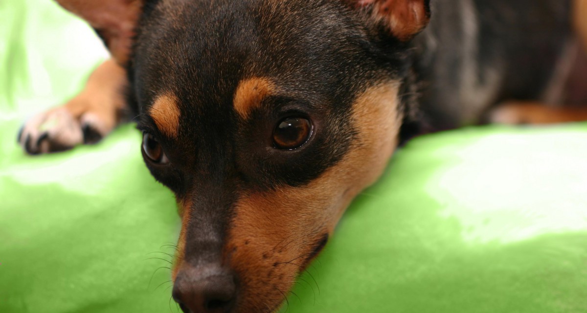 Scegliere il nome per un Pinscher Nano