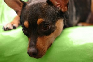 Cucciolo di Pinscher Nano