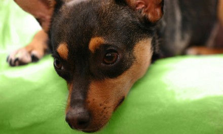 Scegliere il nome per un Pinscher Nano