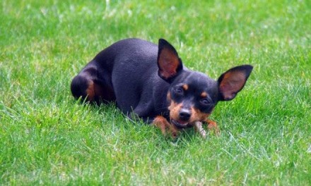 Le origini del Pinscher nano