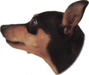 pinscher corpo