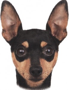 pinscher nano