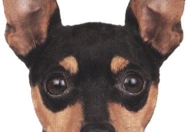 La storia del Pinscher nano