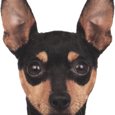 La storia del Pinscher nano