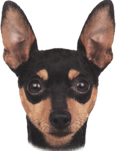 La storia del Pinscher nano