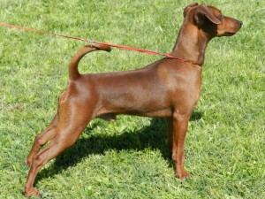 pinscher standard