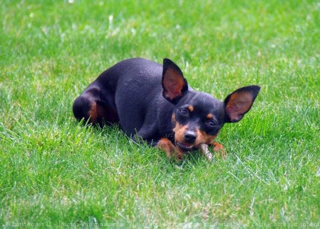 Le origini del Pinscher nano