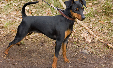 La storia del Pinscher Nano