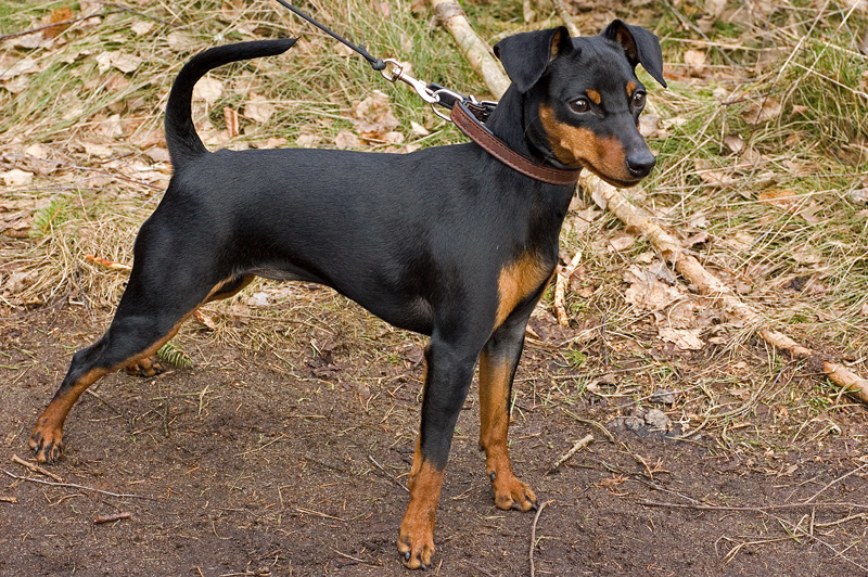 La storia del Pinscher Nano