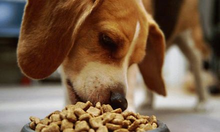 L’alimentazione per il cane: l’importanza di scegliere il mangime giusto