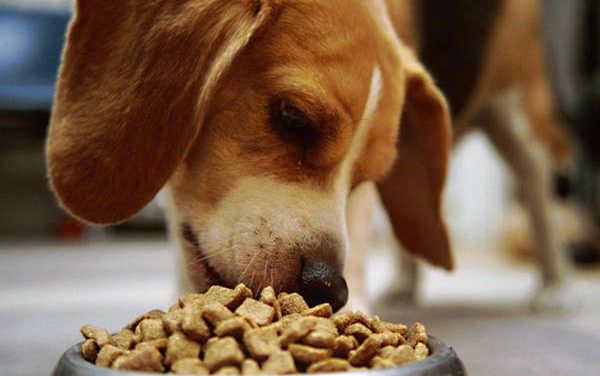 L’alimentazione per il cane: l’importanza di scegliere il mangime giusto