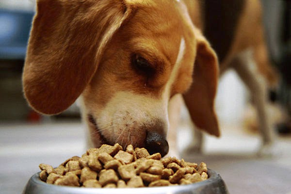 L’alimentazione per il cane: l’importanza di scegliere il mangime giusto