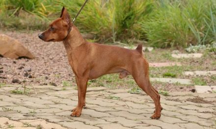 L’alimentazione adeguata per il pinscher nano