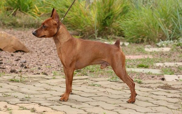 L’alimentazione adeguata per il pinscher nano