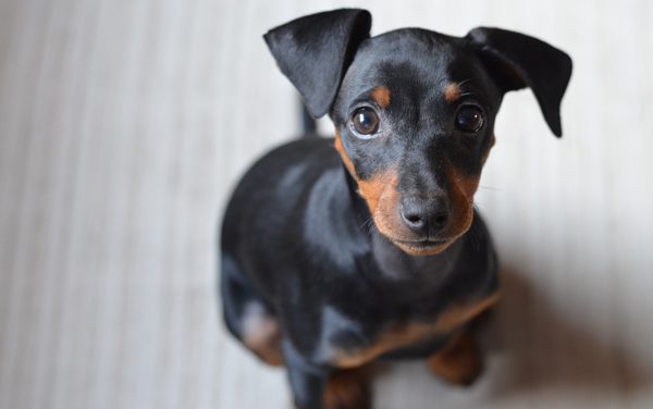 Il pinscher nano trema? Ecco tutti i motivi