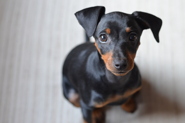 Il pinscher nano trema? Ecco tutti i motivi