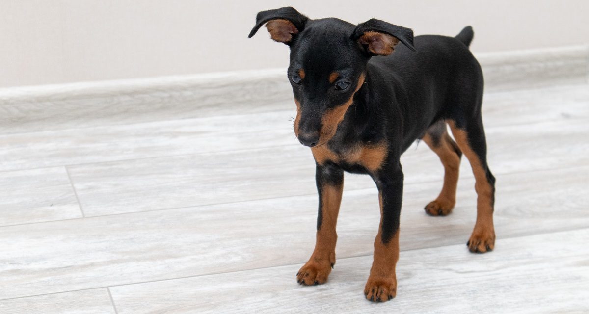 Pinscher nano: gli errori da evitare nella dieta