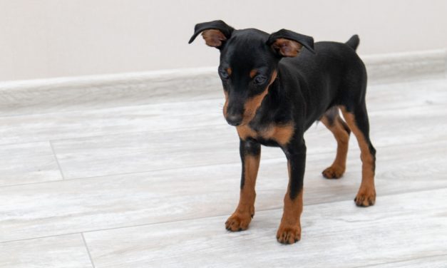 Pinscher nano: gli errori da evitare nella dieta