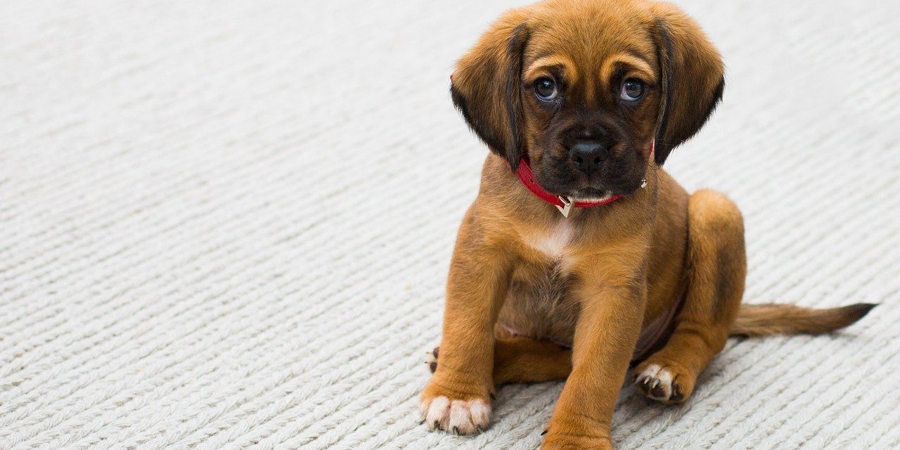 Dolori articolari dei cani piccoli