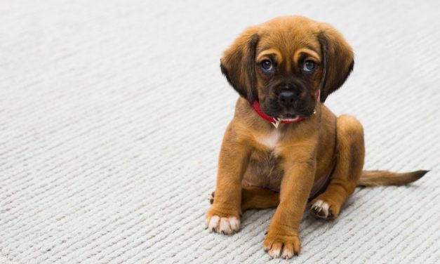 Dolori articolari dei cani piccoli