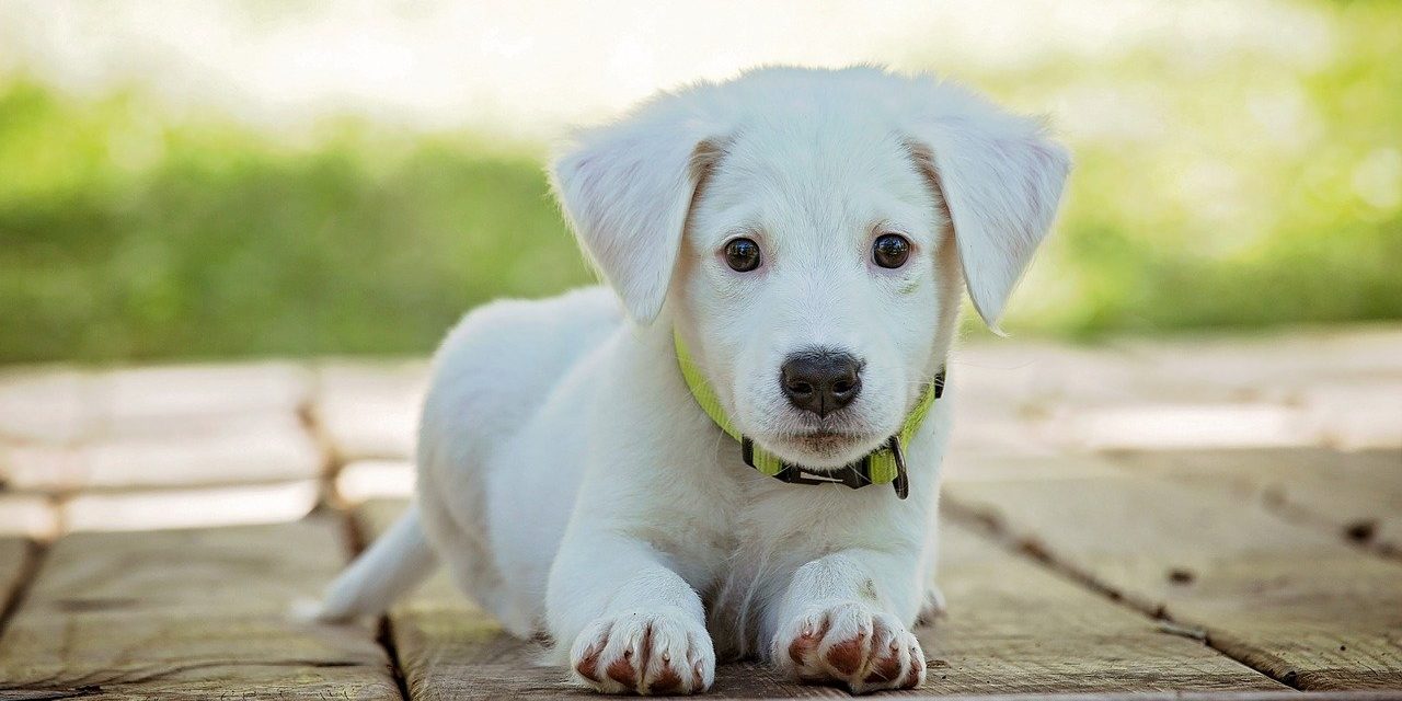 Cosa deve mangiare il cane quando ha la diarrea?