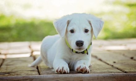 Cosa deve mangiare il cane quando ha la diarrea?